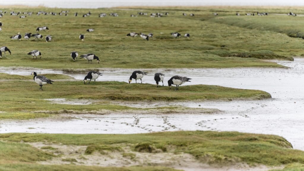 Newcomer in Denmark - Newcomer in Denmark: Top 12 Activities You'll Love - Career Denmark Animals in Wadden Sea National Park in the Danish nature.
